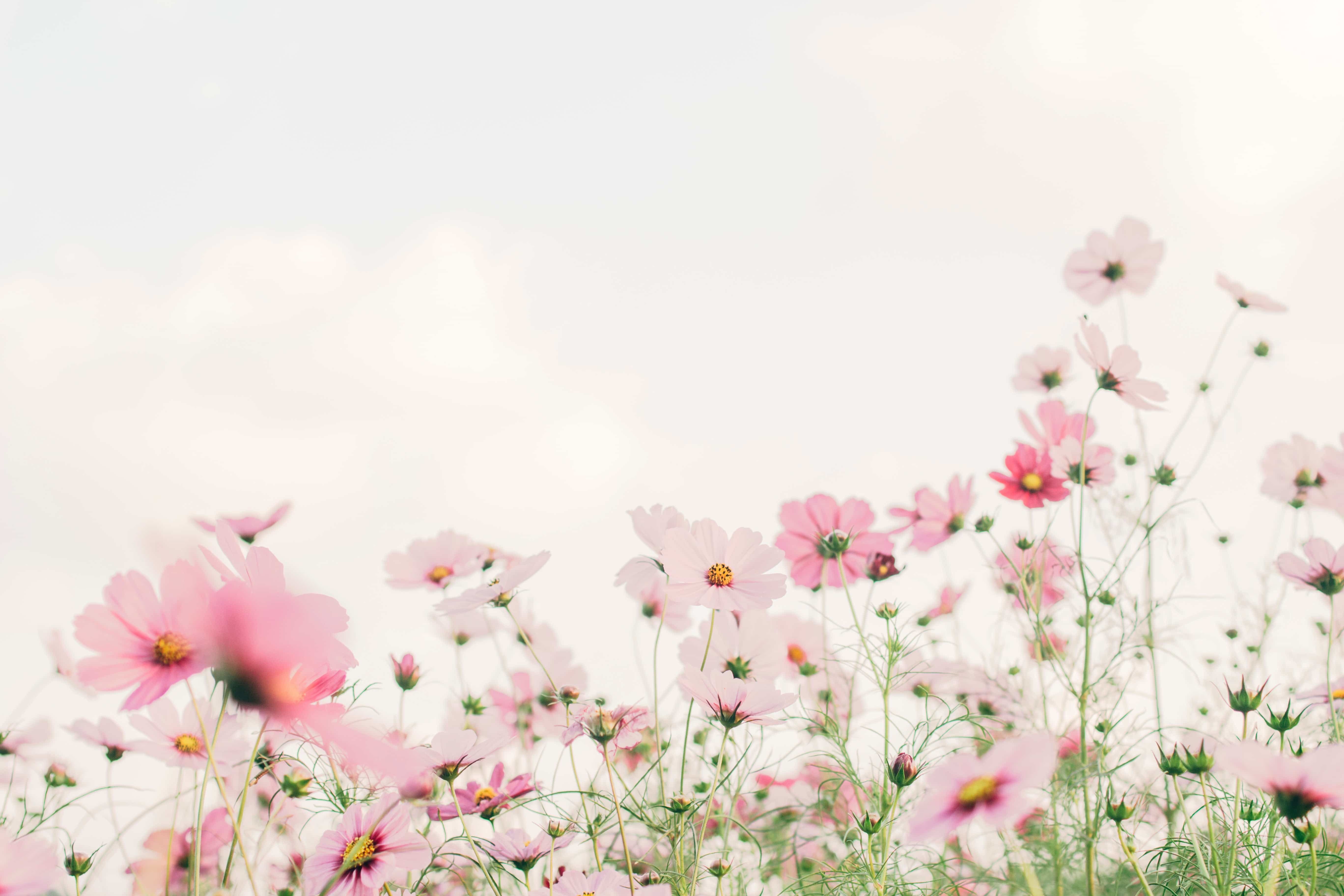 Blomstereng